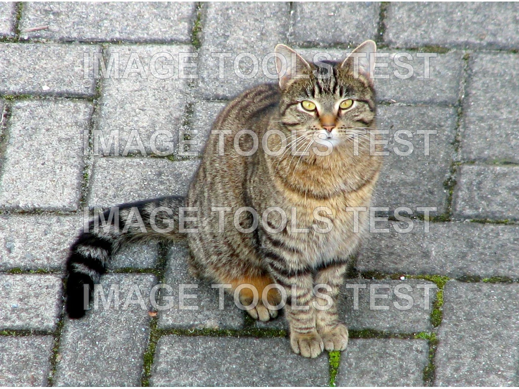 Photography — original image